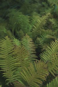 Close-up of fern in forest