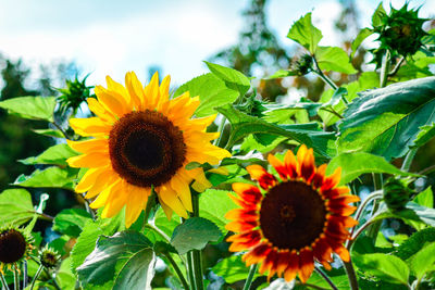 Sunflowers blooming against sky