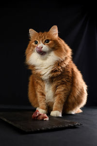 animal