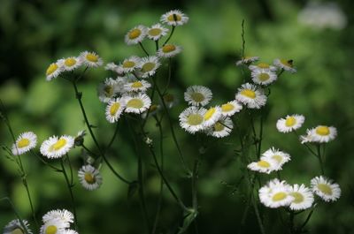 Close-up of white flowering plant on field