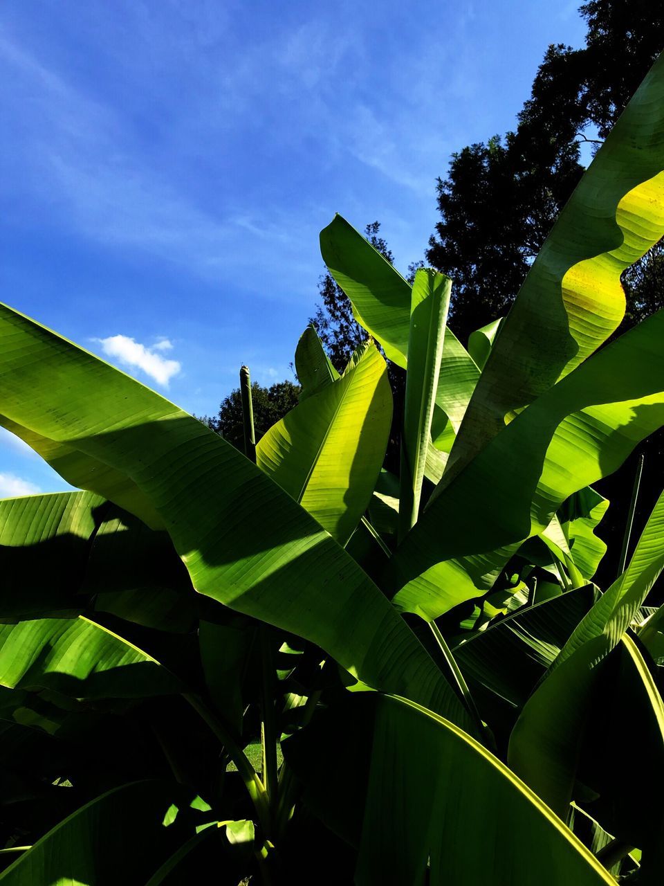 LOW ANGLE VIEW OF BANANA TREE