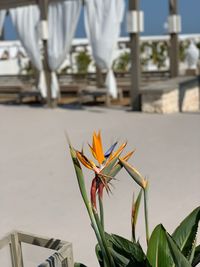 Close-up of red flowering plant