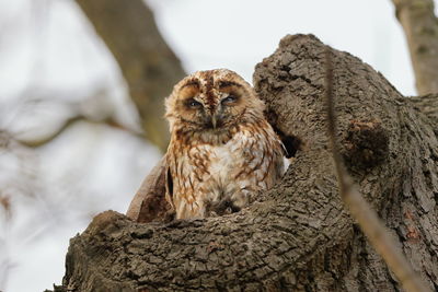 Close-up of owl perching on tree trunk