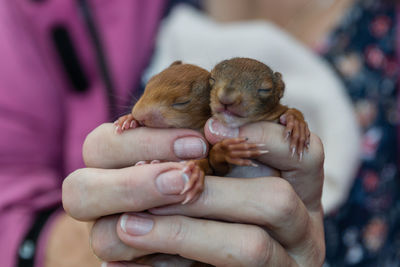 Midsection of woman holding baby squirrels