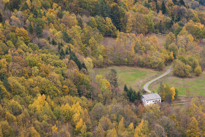 High angle view of trees in forest during autumn