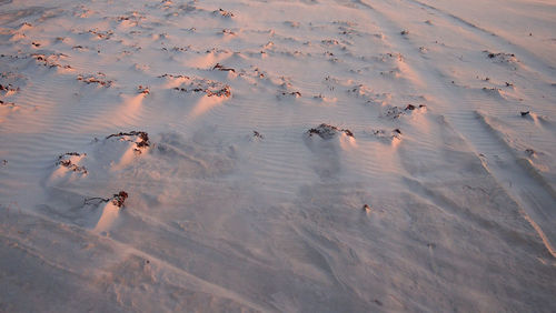 High angle view of swans swimming on sand