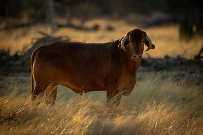 Cow standing in long grass eyeing camera