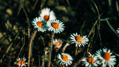 Close-up of white flowering plants