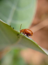 Close-up of lady bug on leaf