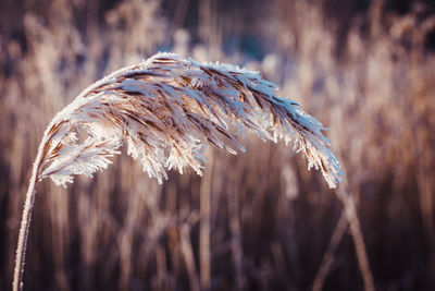 Close-up of dry plant on snow covered field