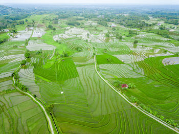 Aerial view panoramic green rice fields