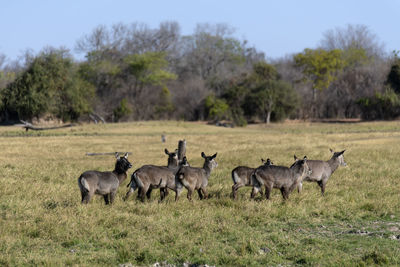 Waterbucks in a field