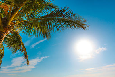 Low angle view of palm tree against bright sun
