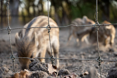 Close-up of barbed wire fence