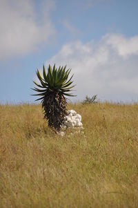 View of plant on field against sky
