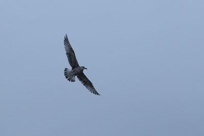 Low angle view of eagle flying in sky