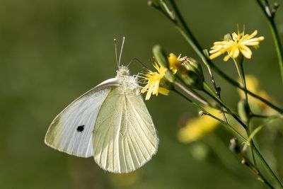 Close-up of butterfly pollinating on flower