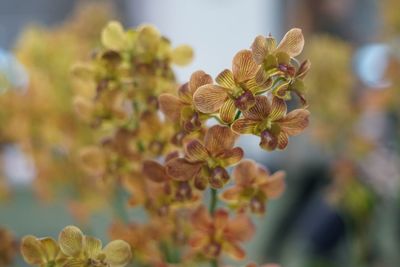 Close-up of flowers blooming outdoors