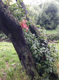 Close-up of flowering plants on land