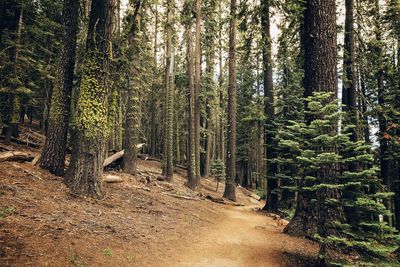 Trees in forest