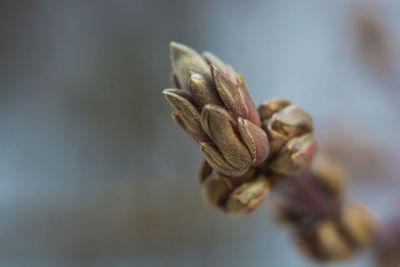 Close-up of wilted flower bud