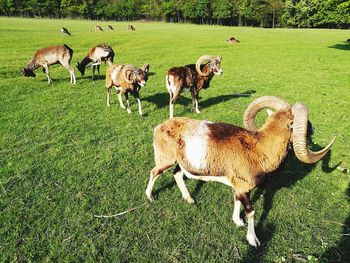 Sheep grazing in a field