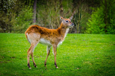 Portrait of giraffe standing on grass