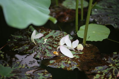 Close-up of white rose flower