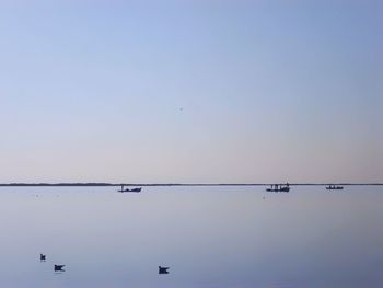 Birds flying over sea against clear sky