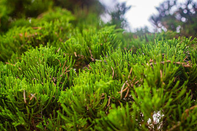 Close-up of pine tree