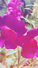 Close-up of pink flowers blooming outdoors