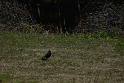 Bird perching on grass