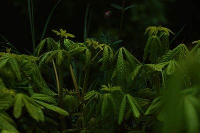 Close-up of fresh green plants at night