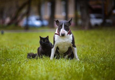 Portrait of a dog on grass