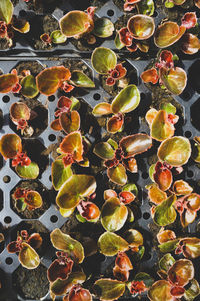 Full frame shot of plants