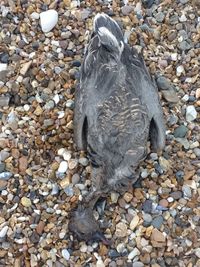 High angle view of bird on rock