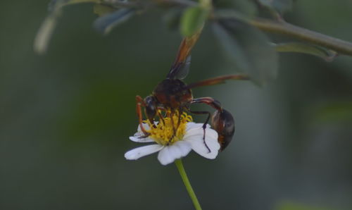 Close-up of insect pollinating on flower