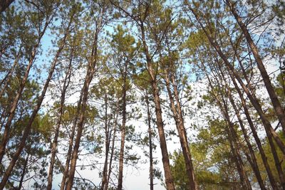 Low angle view of bamboo trees