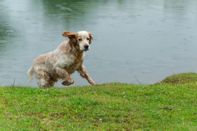 Dog standing on field by lake