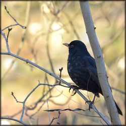 Close-up of bird perching on branch