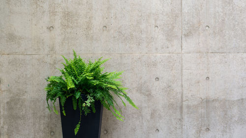 Close-up of potted plant against wall