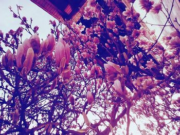 Low angle view of flower tree against sky