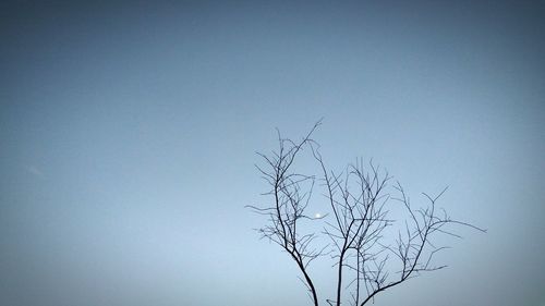 Low angle view of bare tree against clear blue sky