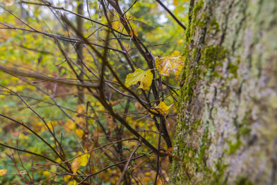 Close-up of yellow flowering plant by tree