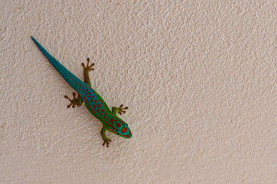 Bluetail day gecko, phelsuma cepediana, resting vertical on a wall, la gaulette, mauritius