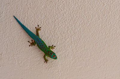 Close-up of lizard on wall