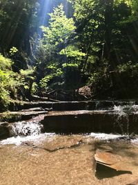 Scenic view of waterfall in forest