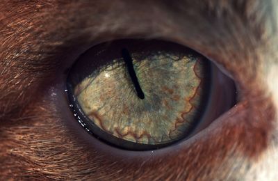 Close-up of human eye