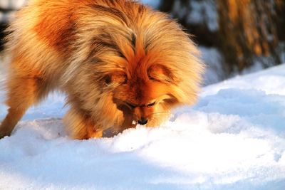 Close-up of dog on snow