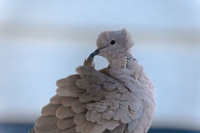 Close-up of a bird looking away